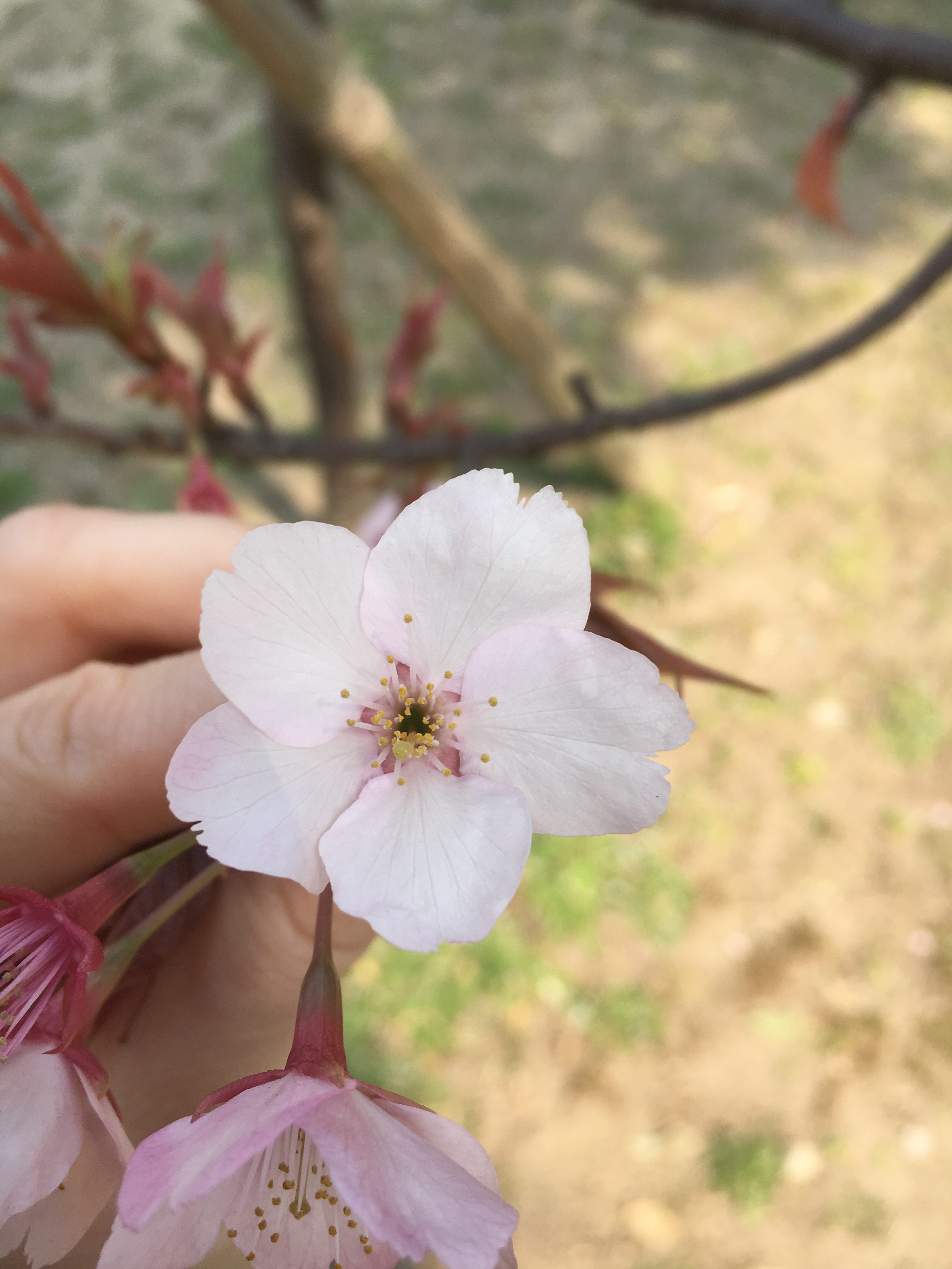Common sakura flower