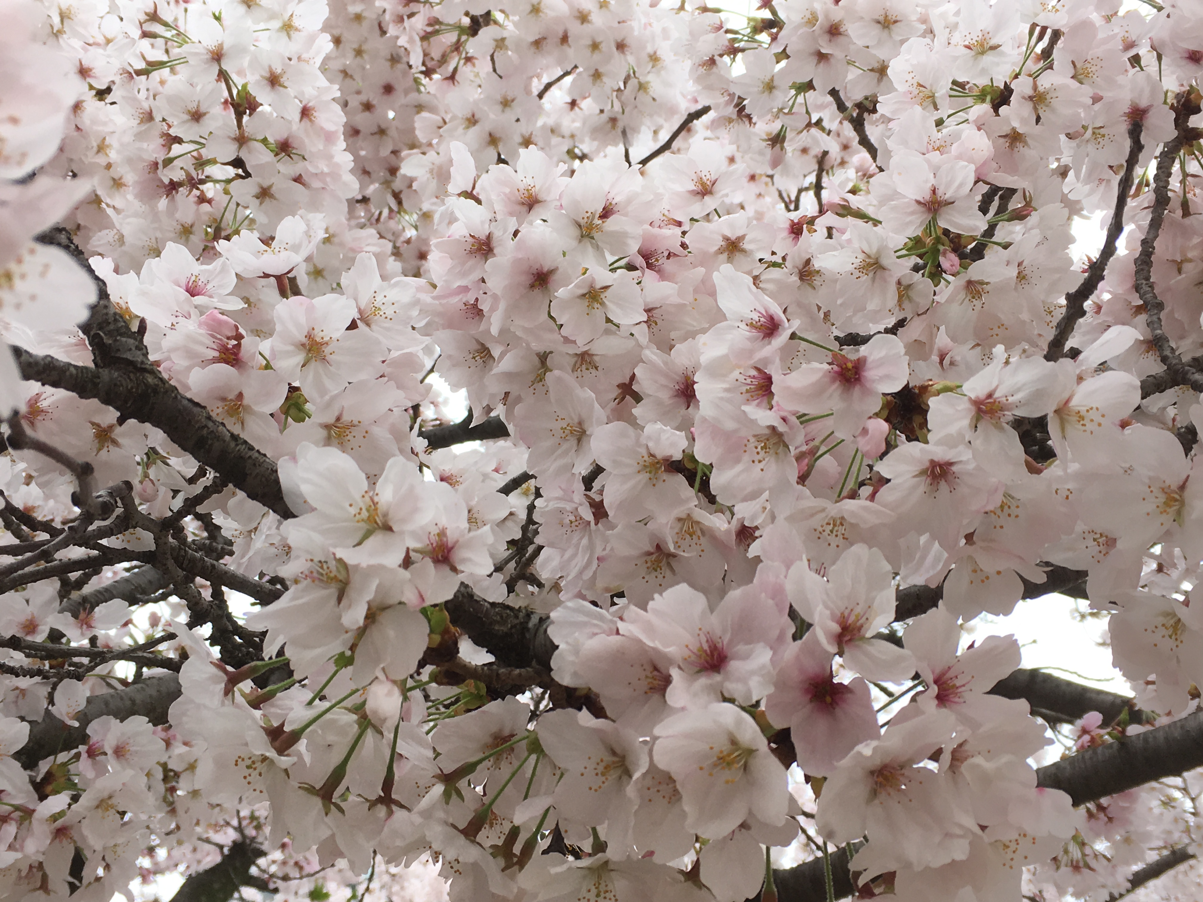 branches full of pale pink sakura