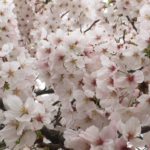 Japanese Spring Flowers: Sakura—More Than Sakura