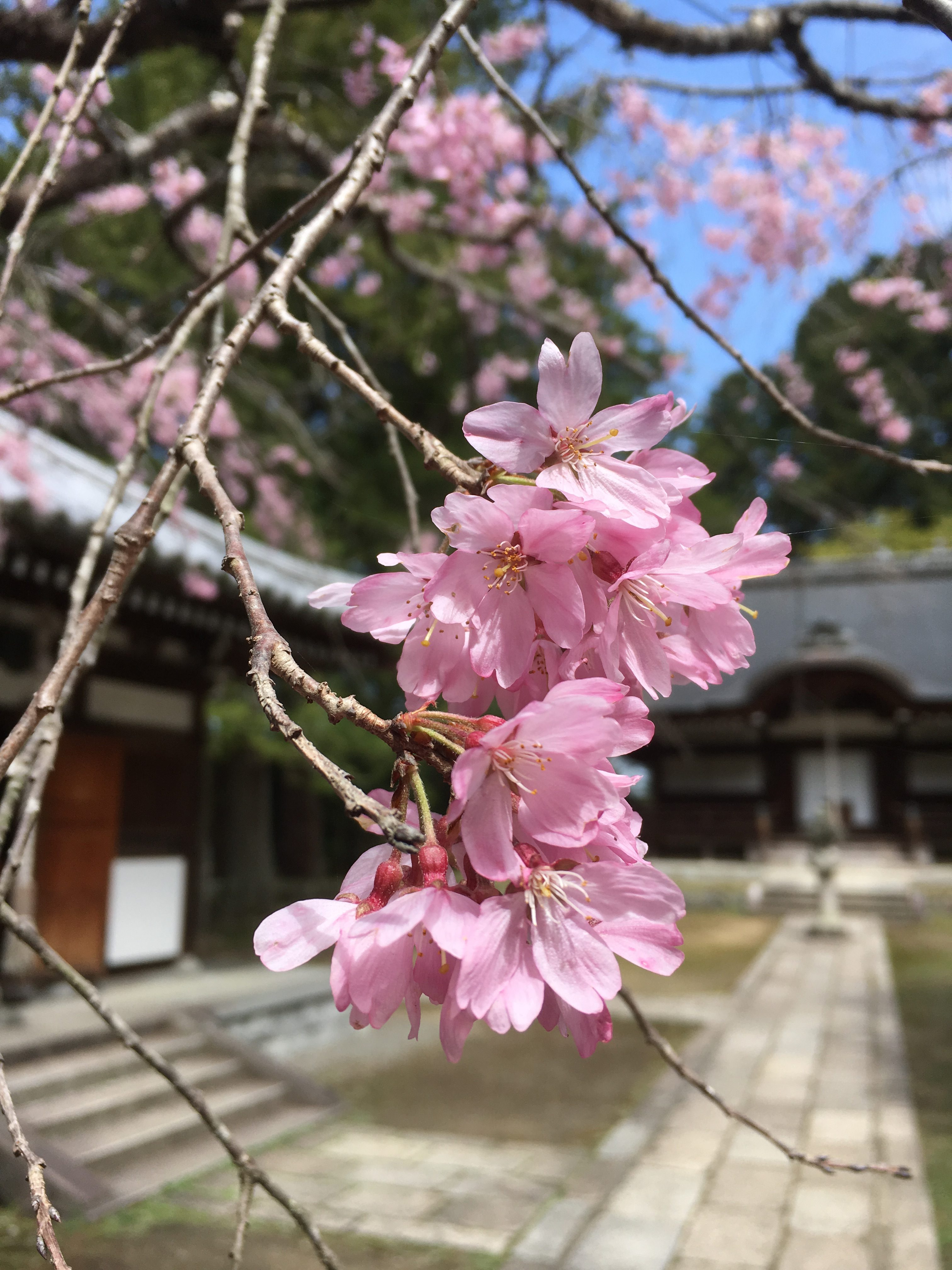 cluster of pink sakura flowers
