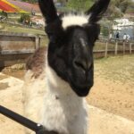 Sakai’s Harvest Hill: The Farm Without The Fuss