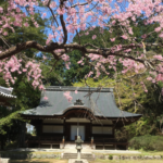Hirokawa Temple: The Poet Saigyo and Sakura