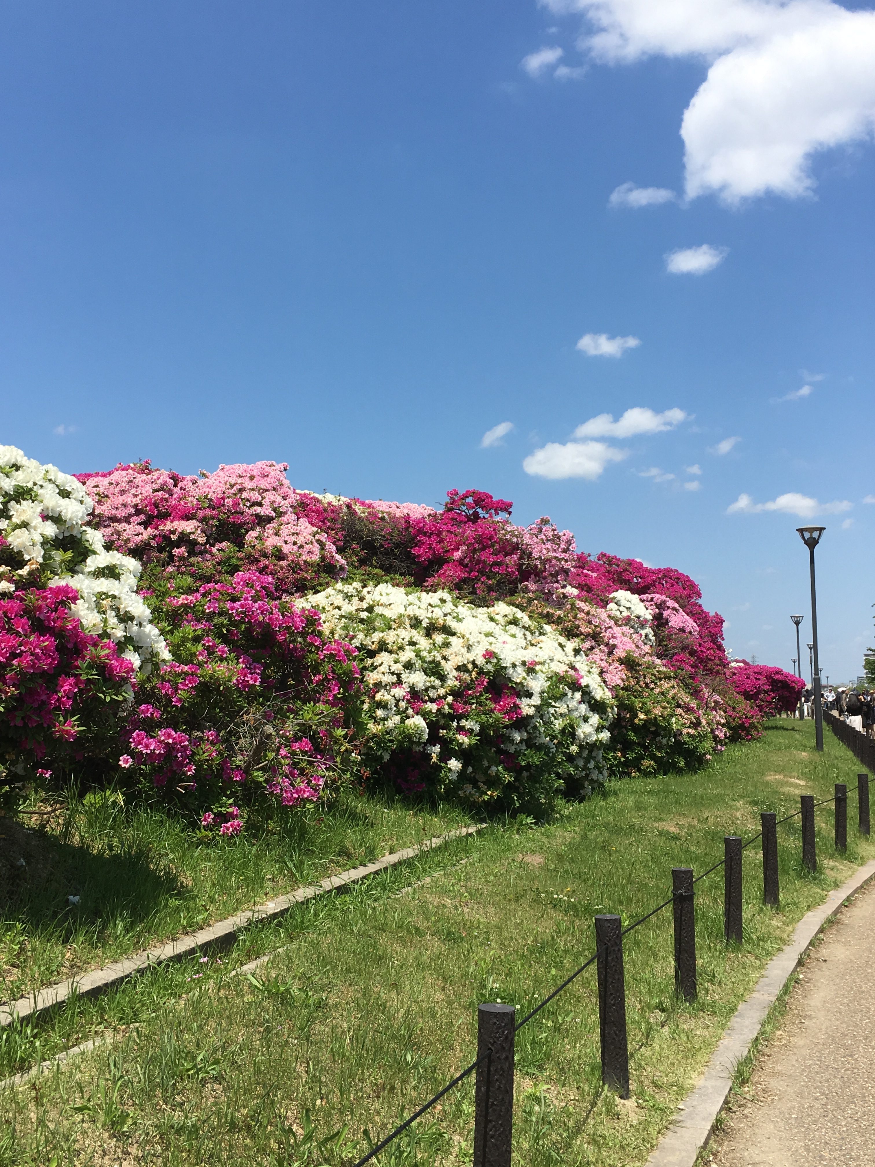 Sakai's Asakayama Park Azalea Festival Kansai Odyssey