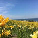 Osaka’s Lily Garden: Maishima Yurien Garden