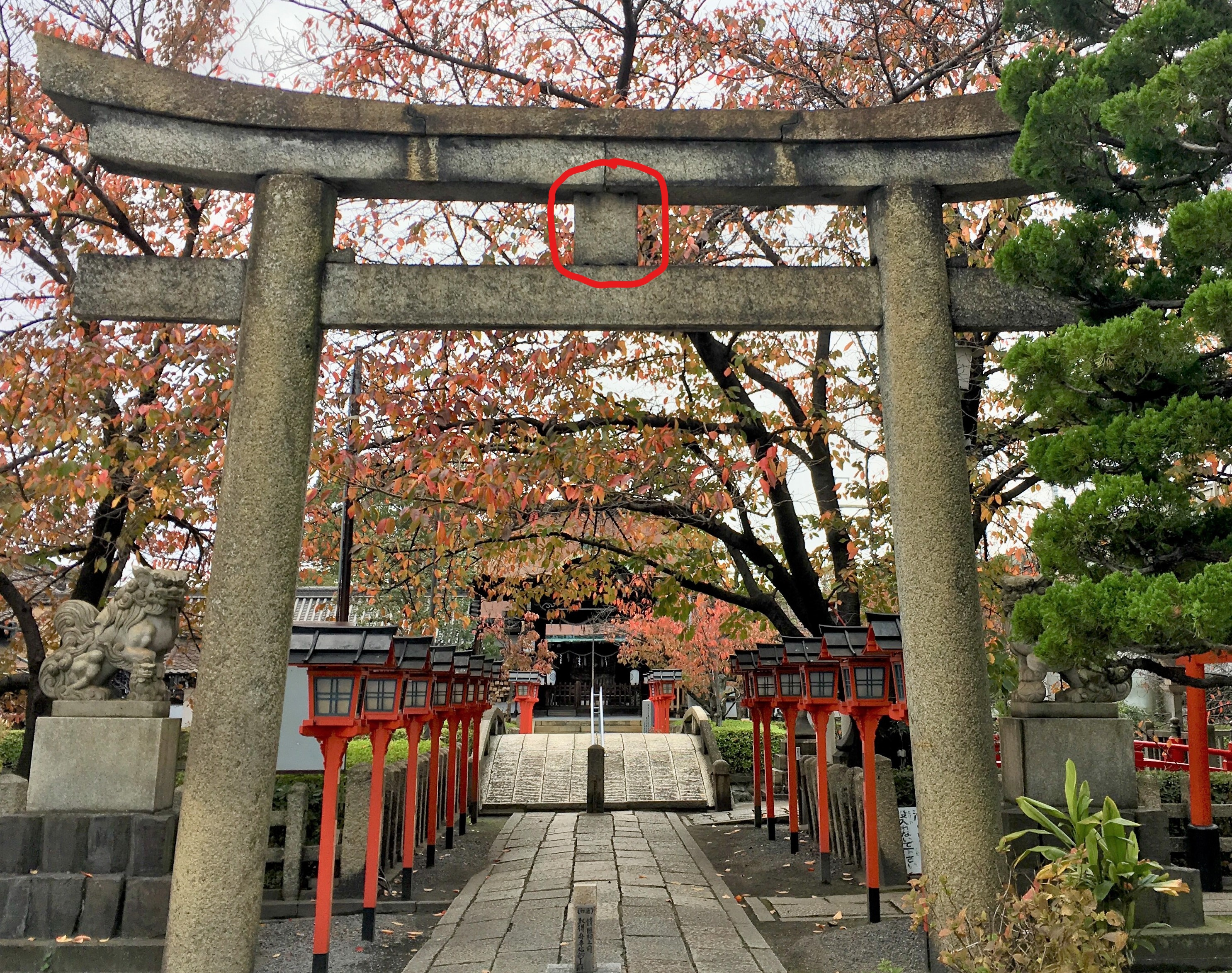 stone torii with autumn leaves and a bright green pine tree and a set of red lanterns