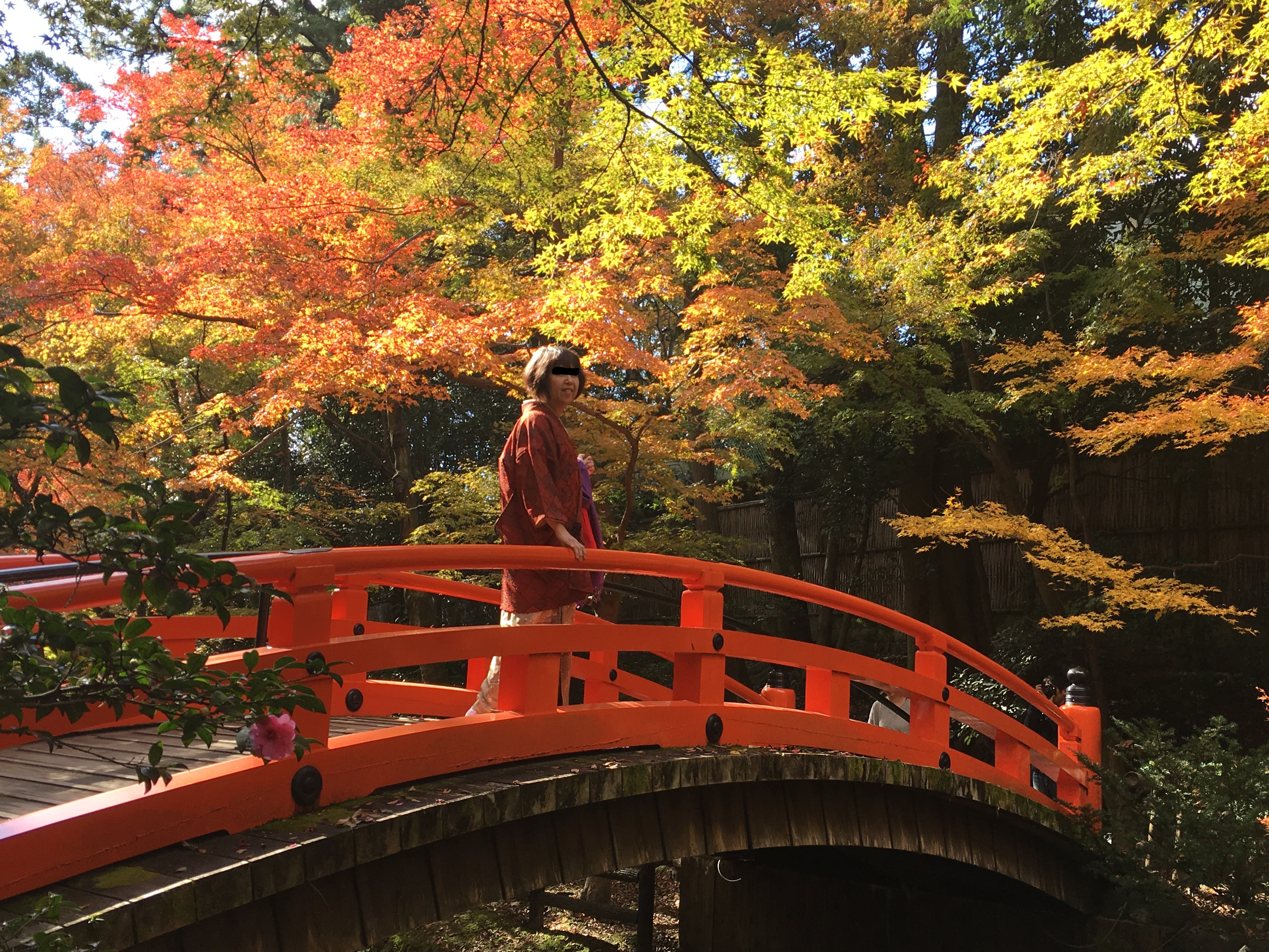 lady standing in red arched bridge surrounded by japanese maple leaves in autumn