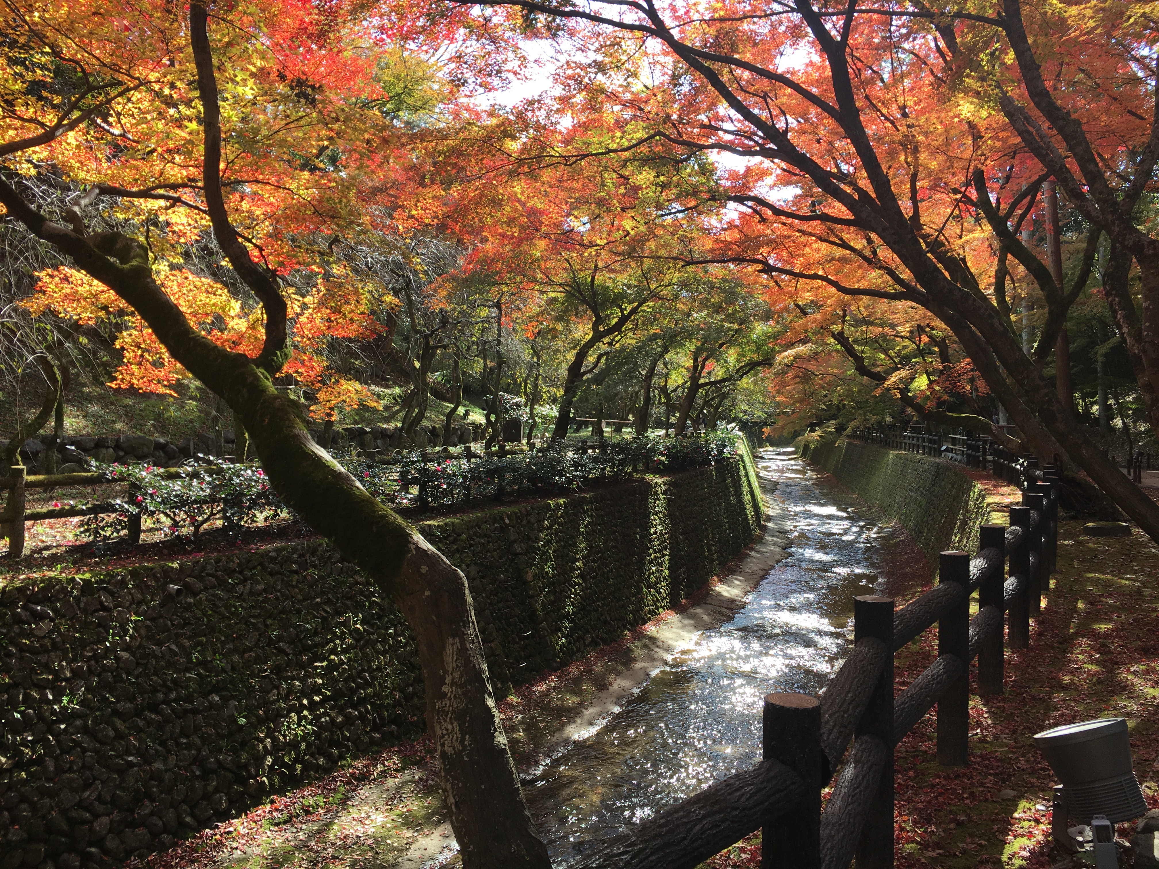 canal lined with many beautiful japanese maple trees in fall