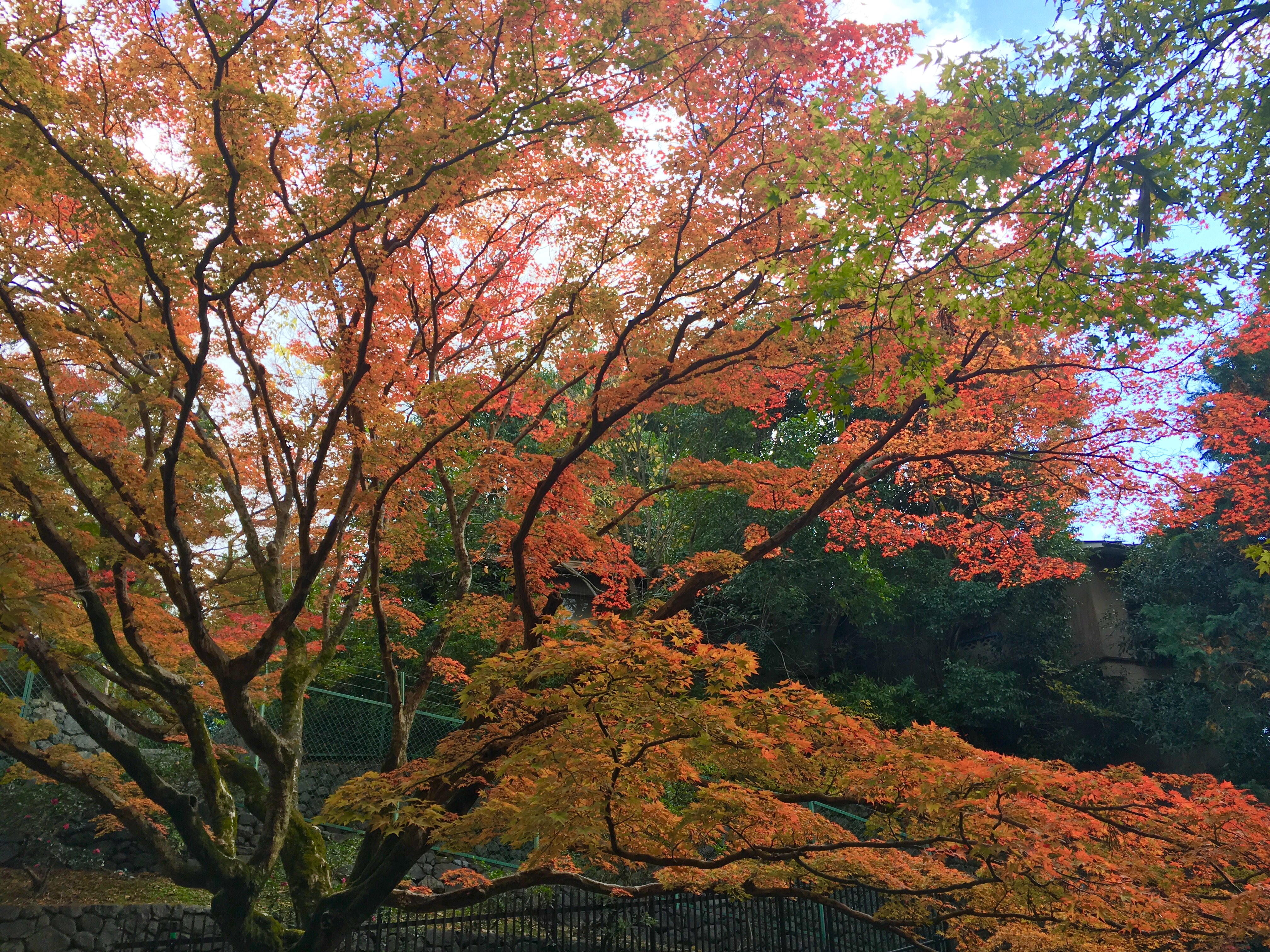 very large japanese maple tree bursting with autumn color