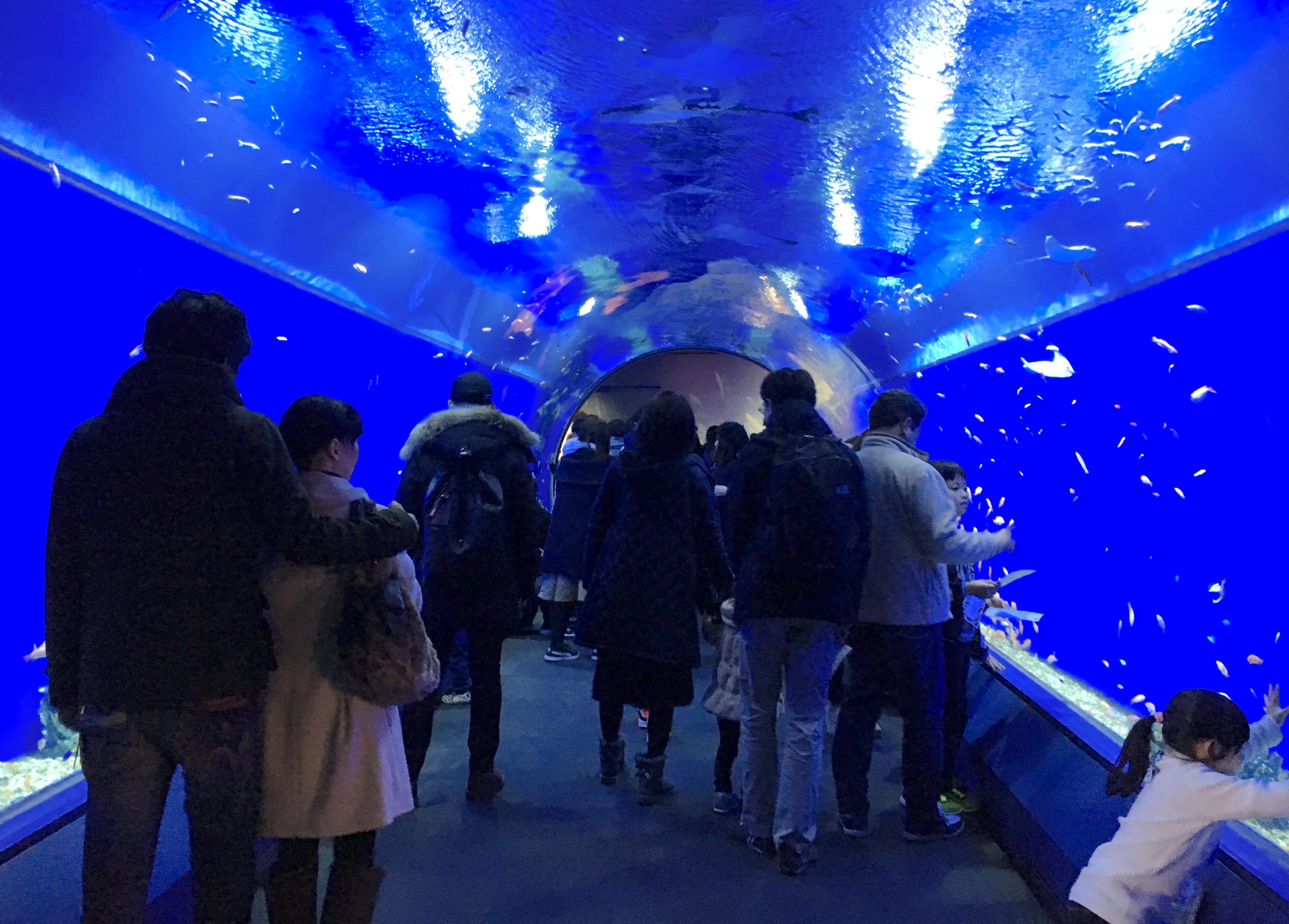 blue aquarium tunnel filled with fish as guests look on