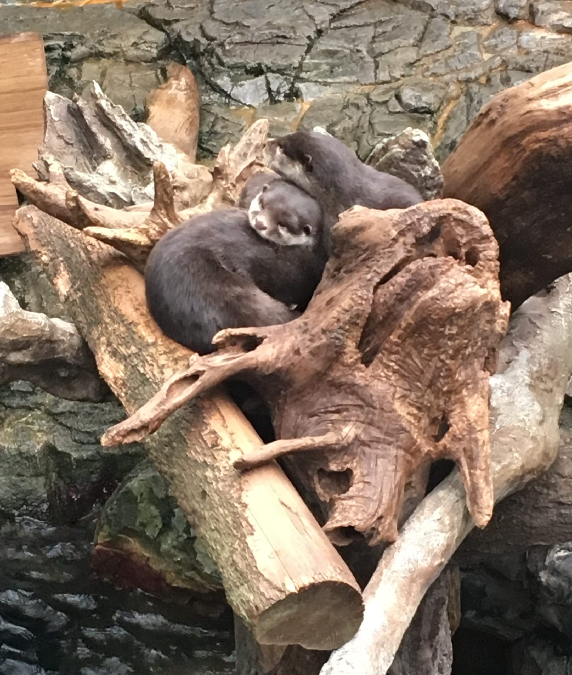 group of otters cuddled together on a pile of logs