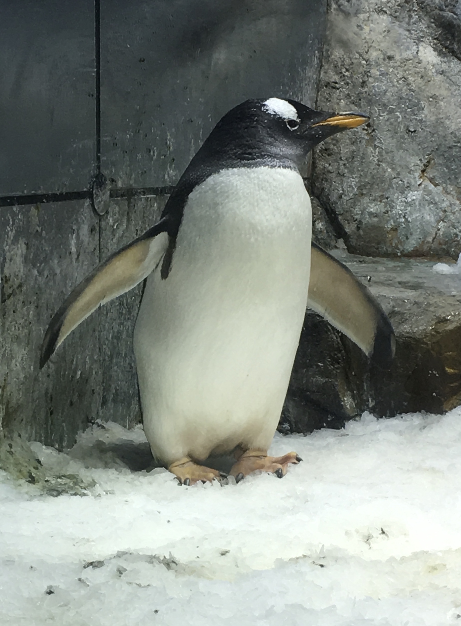 front view of penguin standing standing on snow its head turned to the left