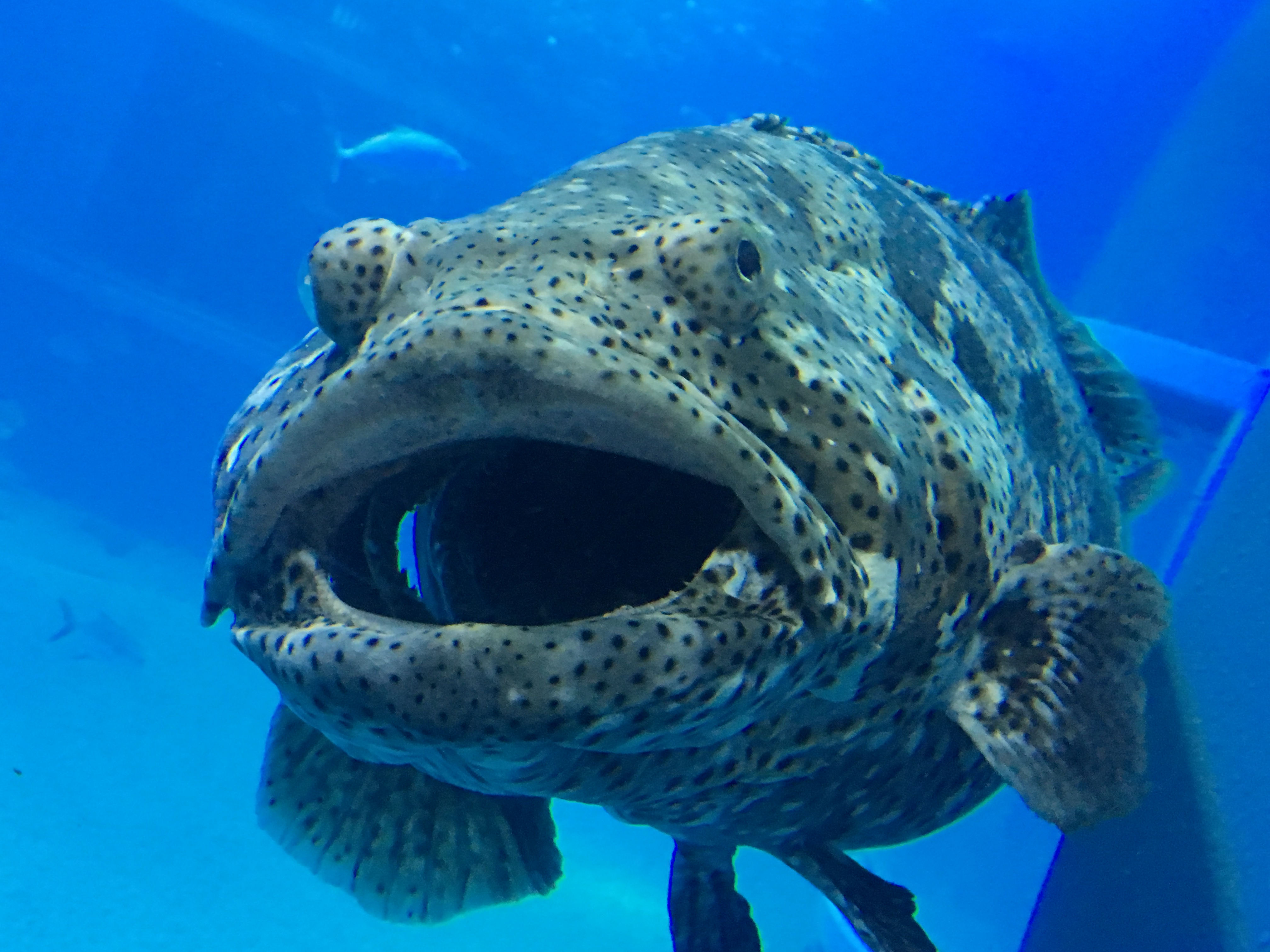 unusual large mouthed deep sea fish in aquarium tank 