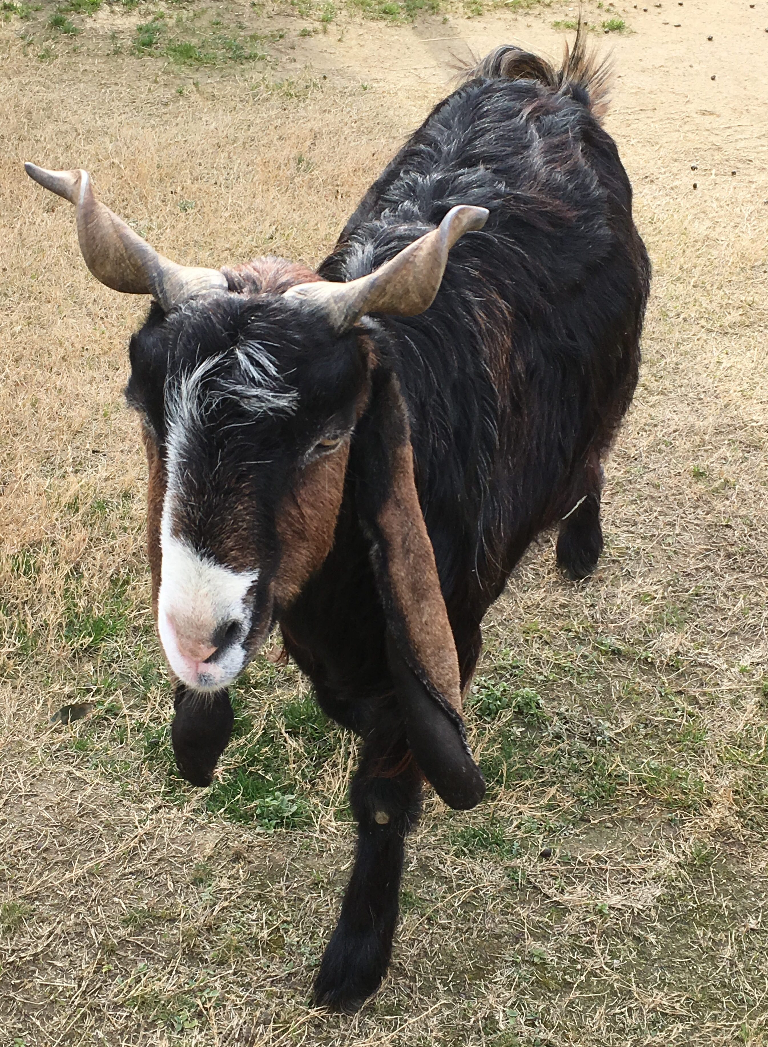 long-eared goat on grassy lawn
