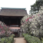 Domyo-ji Tenmangu Shrine: 800 Beautiful Ume Trees!