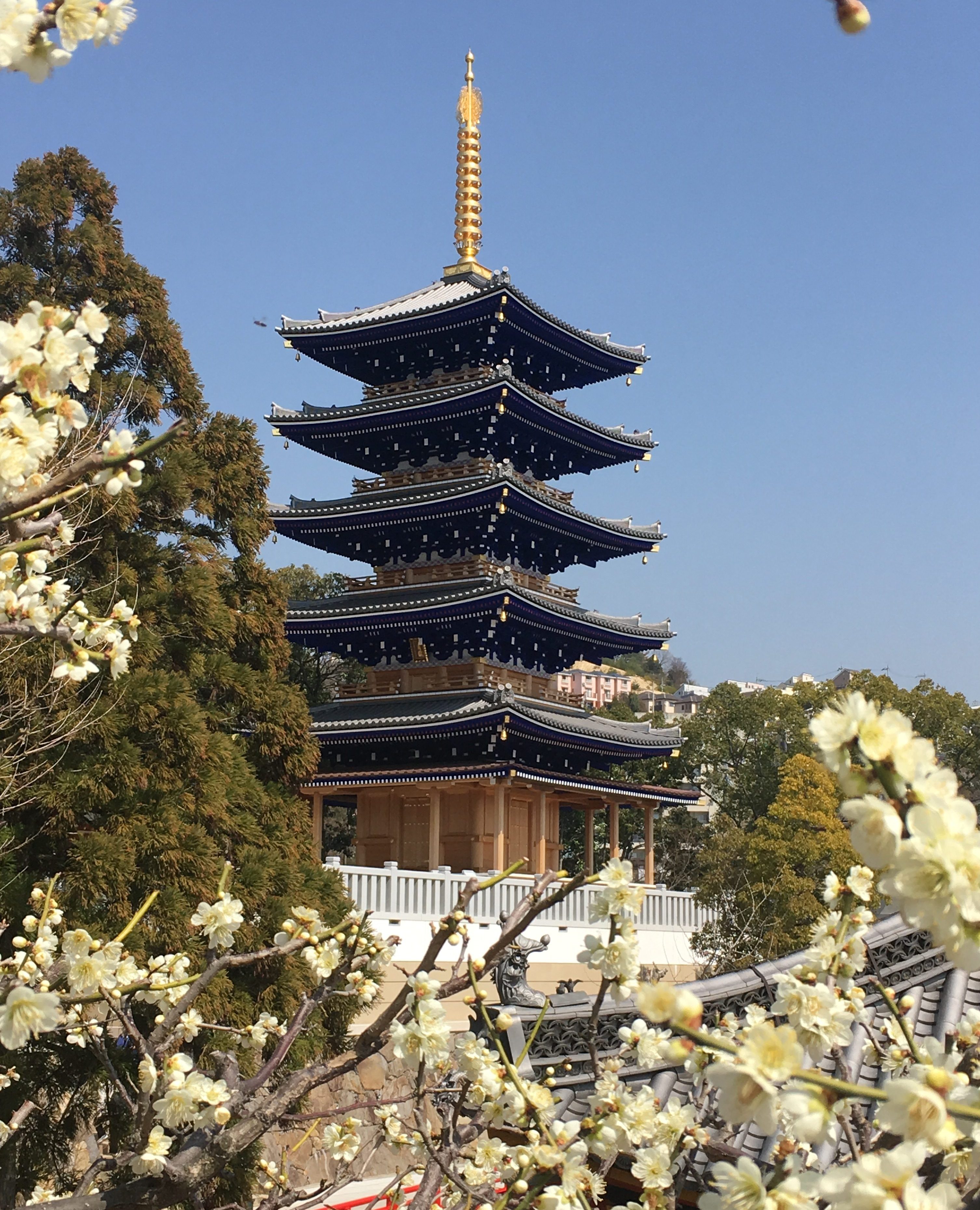 striking blue pagoda framed by white japanese blue blossoms