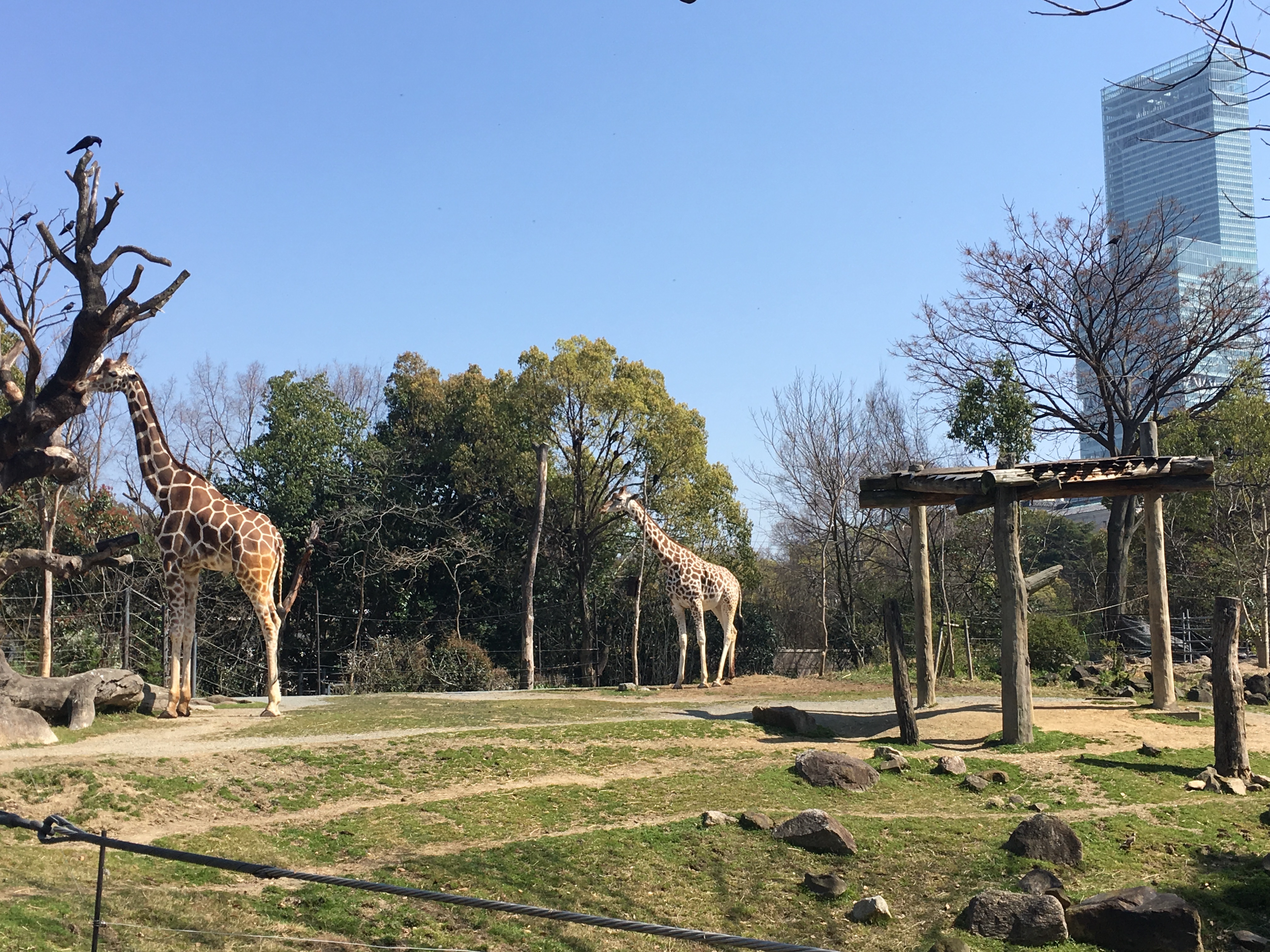 male and female giraffes grazing on trees at Tennoji Zoo Abeno Harukus in background 