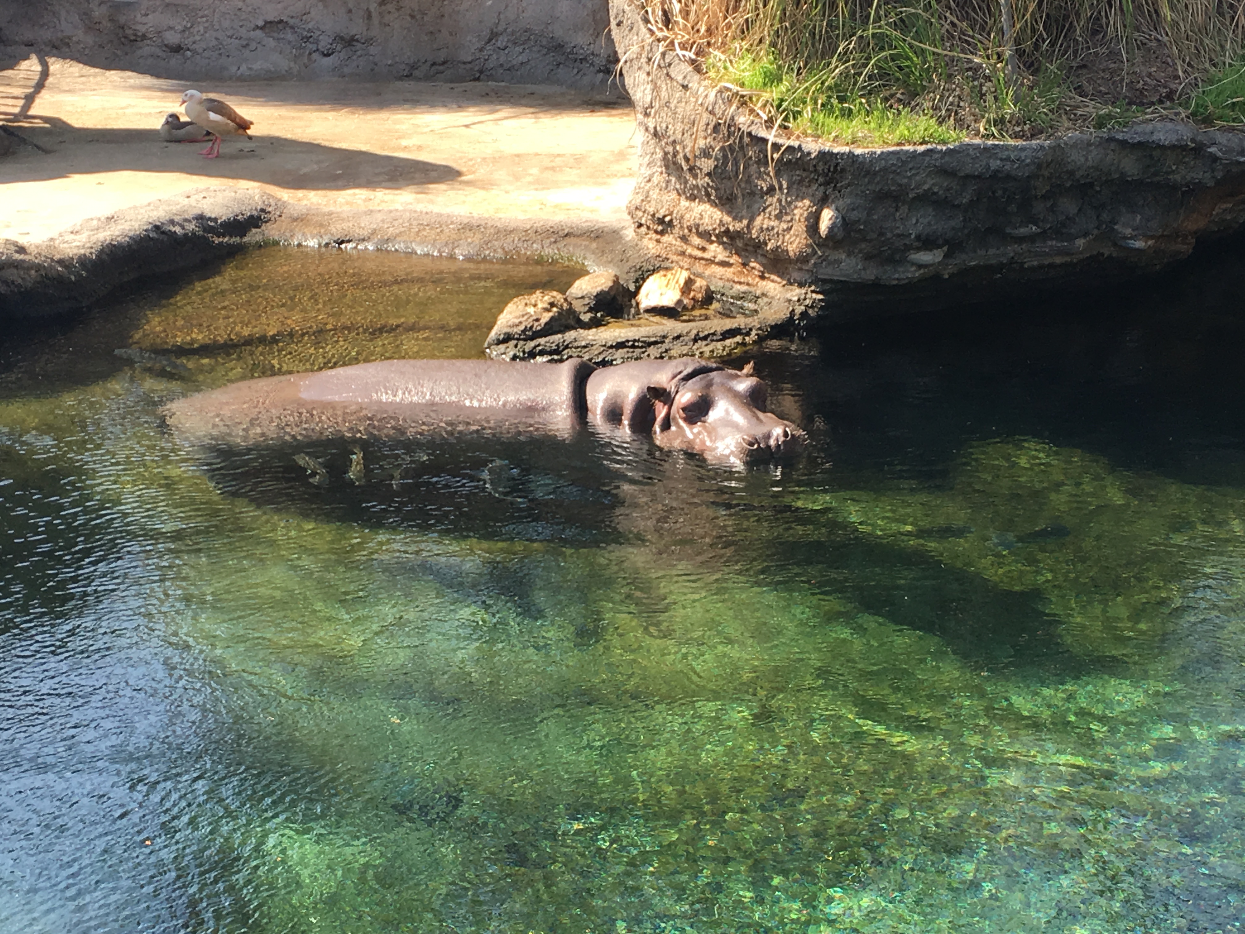 Hippopotamus relaxing in pool at Tennoji Zoo