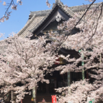 Kimiidera Temple, Top Pick for Sakura in Wakayama