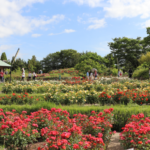 Hamadera Park, One of Osaka’s Best Parks!