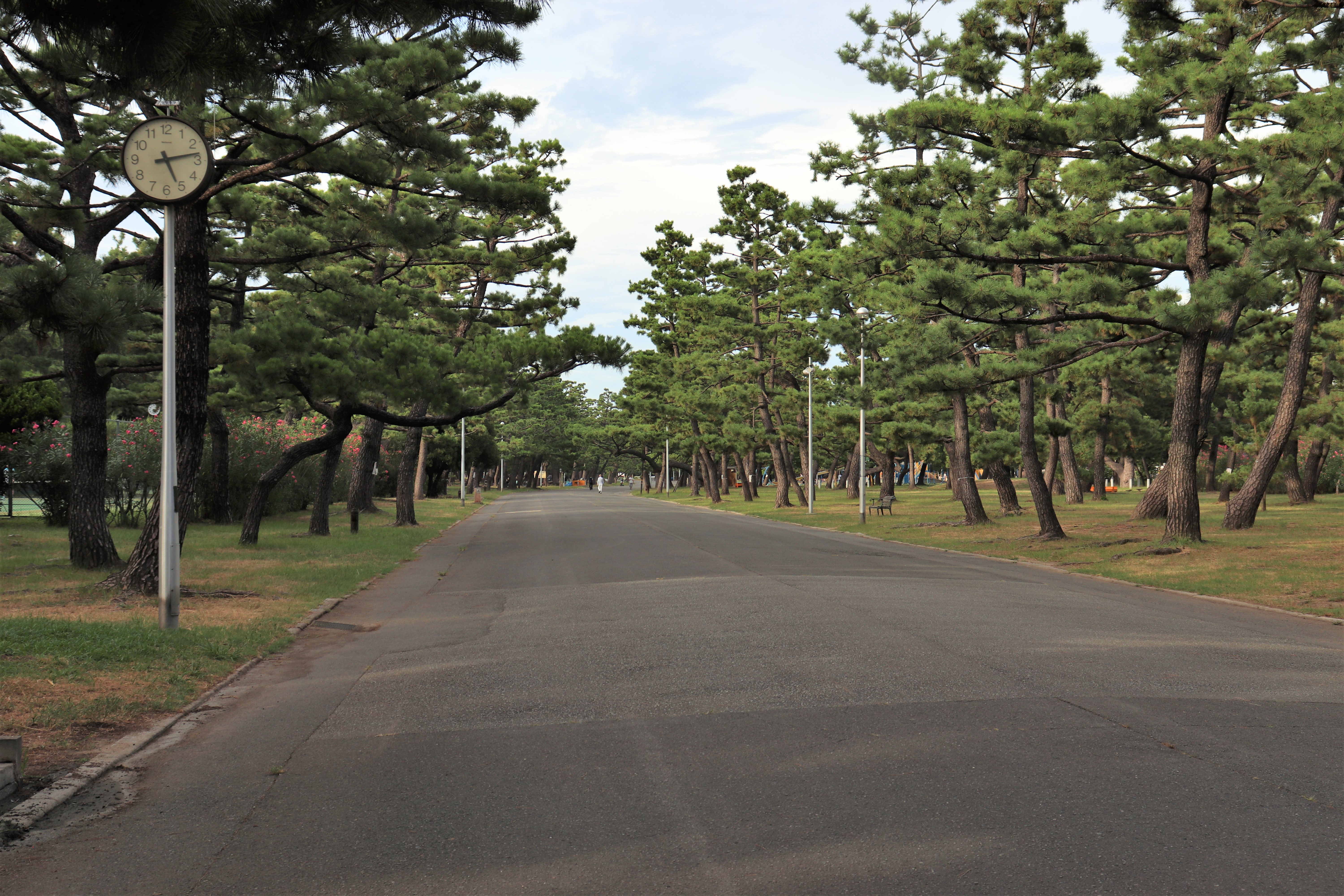 rows of pine trees in Hamadera Park