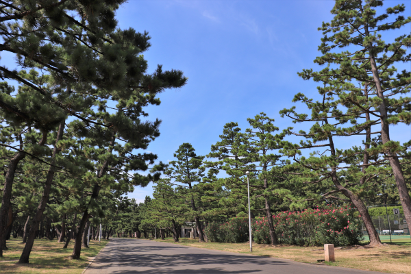 浜寺公園の松
