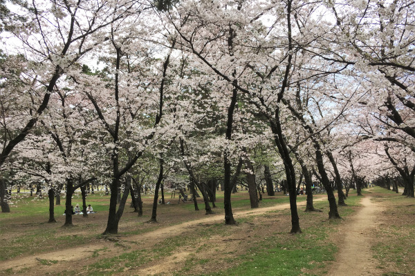 sakura in Hamadera Park