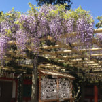 The Fujiwara Clan, Rise of Japan’s Most Powerful Clan