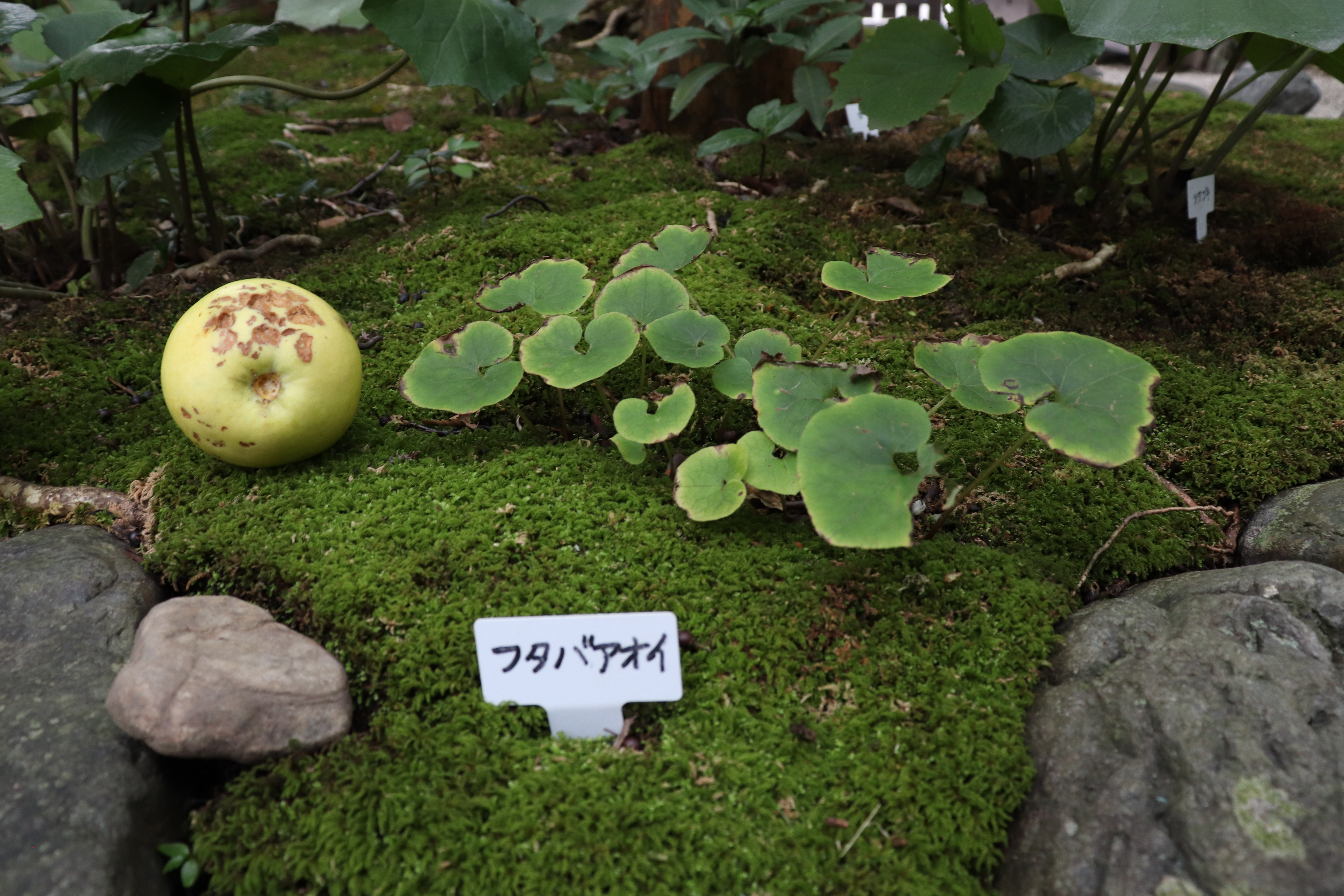 hollyhock plant at Shimogamo shrine