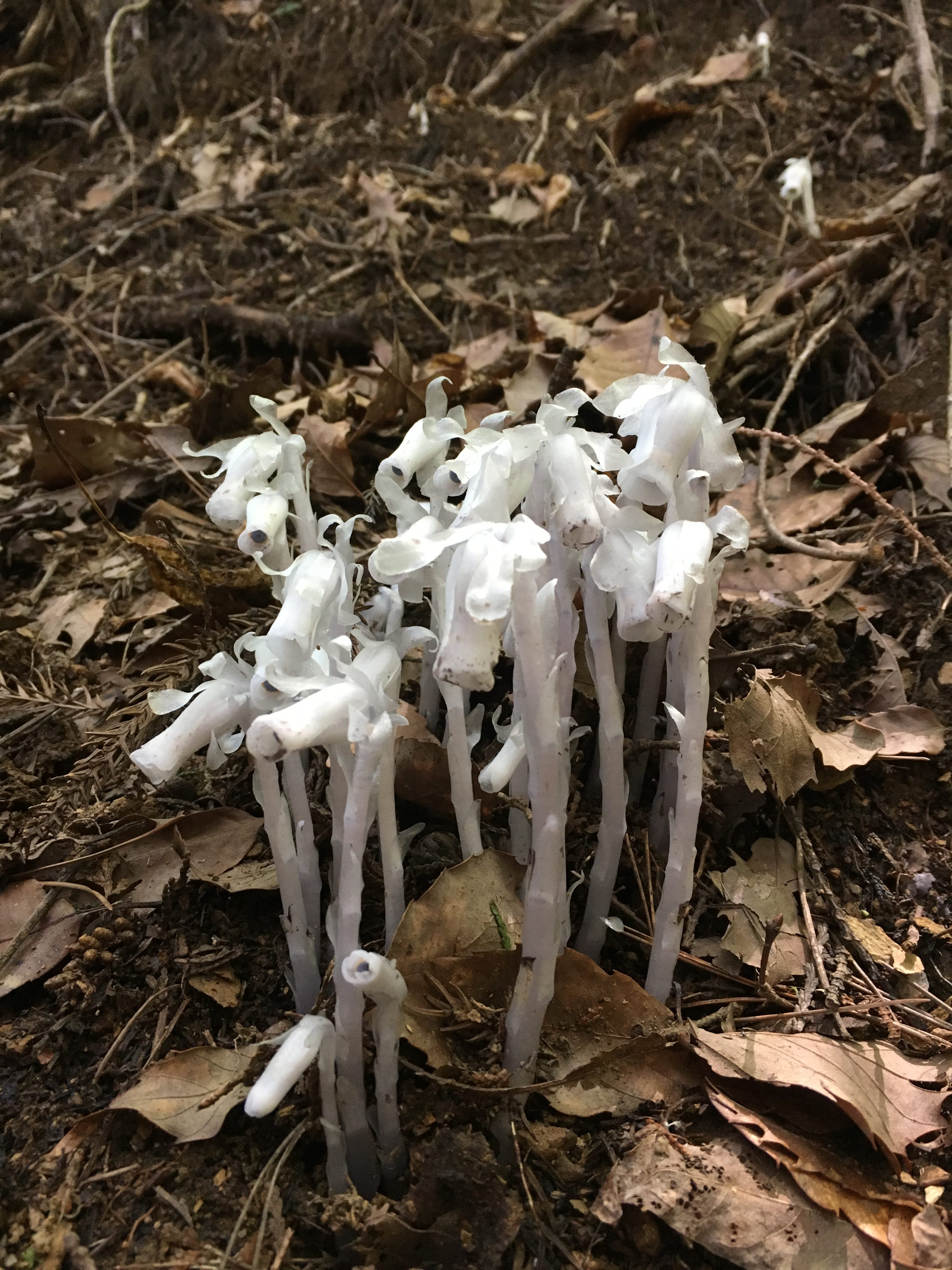 silver dragon plant, the ghost mushroom