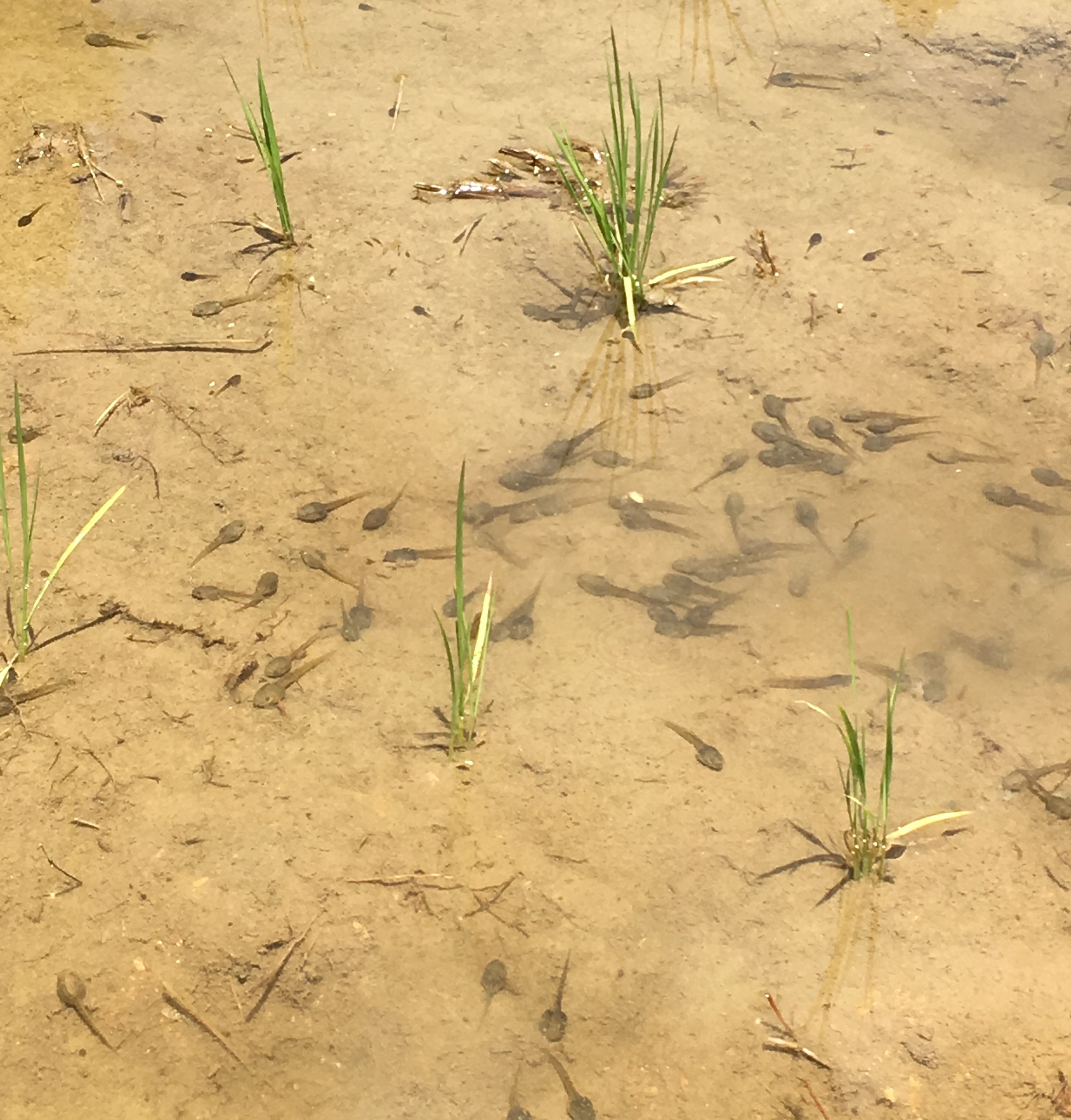 tonosama gearu tadpoles in a shallow water filled rice paddy