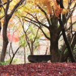 Enmeiji Temple, Osaka’s Autumn Hidden Gem