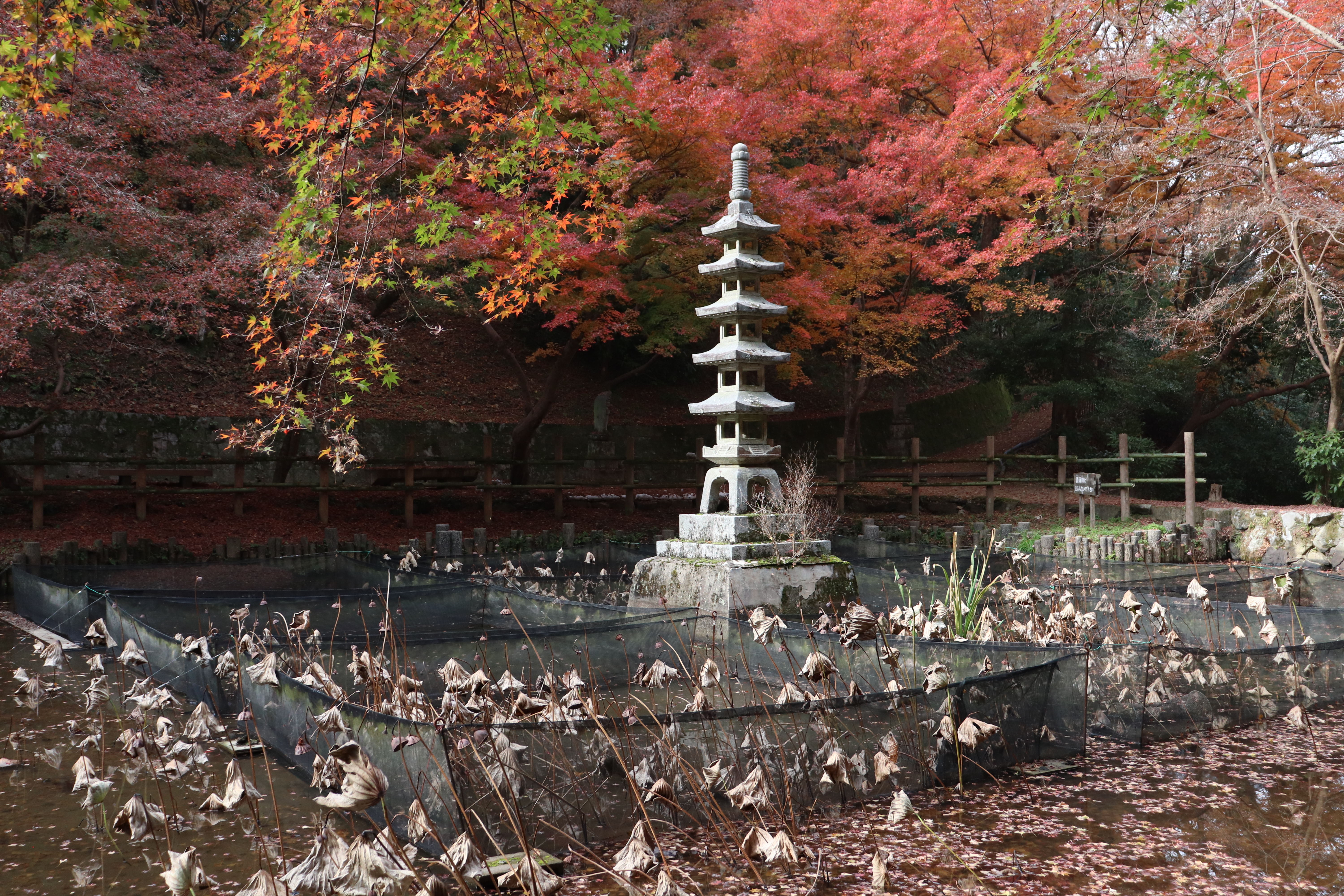 pond in Emmeiji Temple 