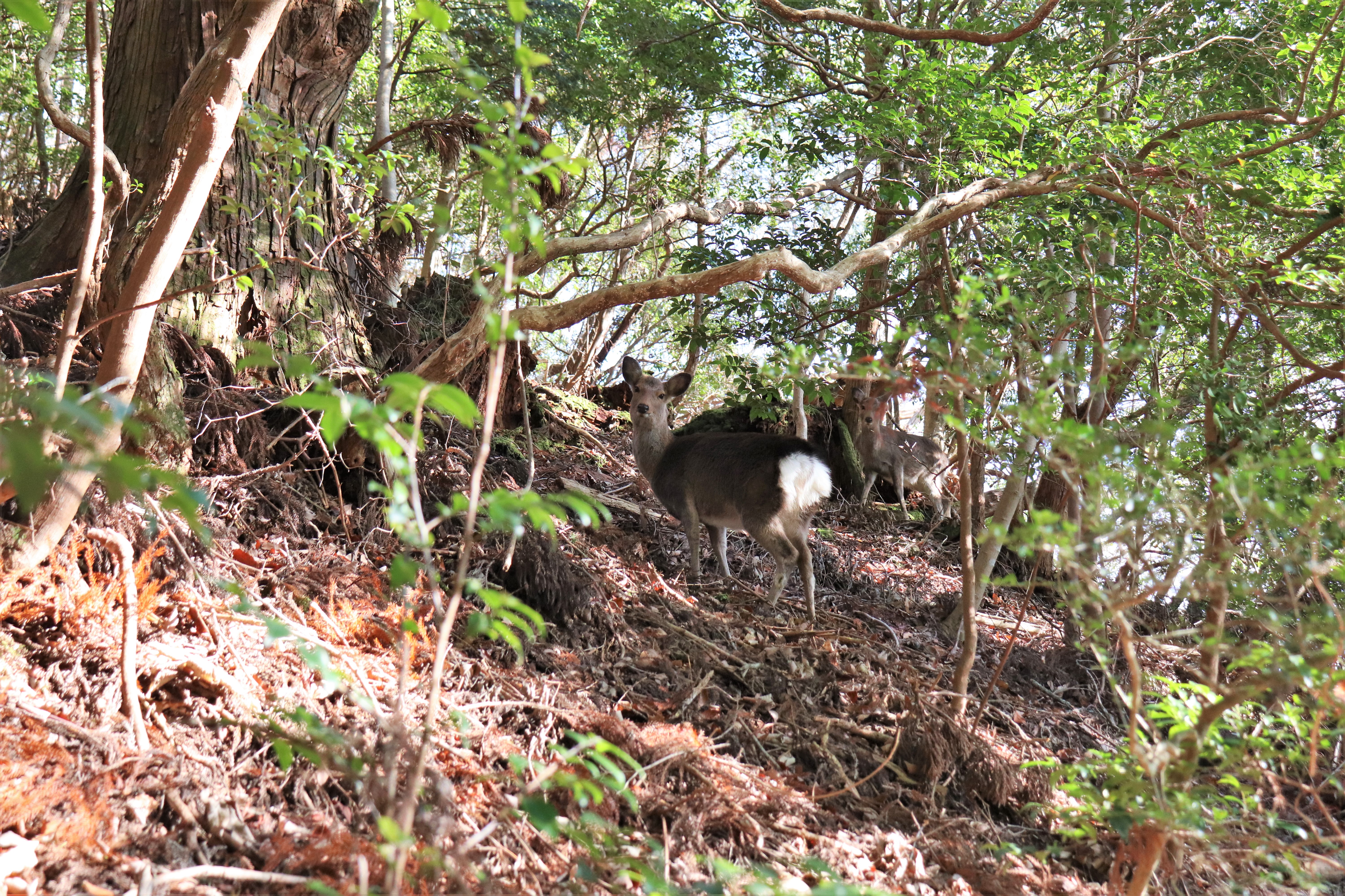 Deer in the woods of Mt. Atago