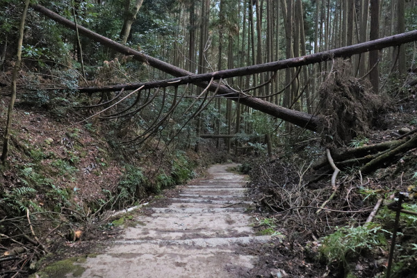 Fallen Trees of Mt. Atago