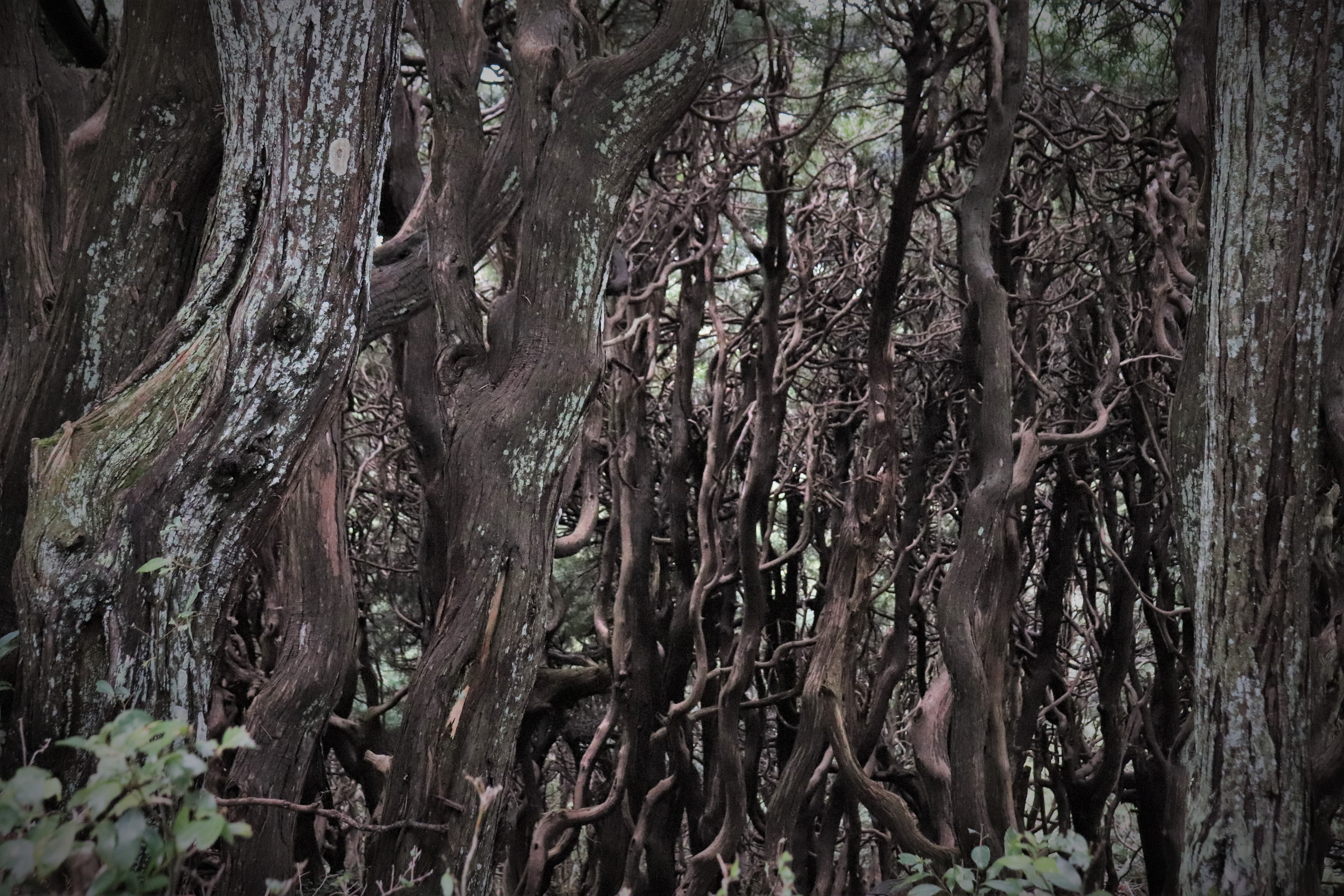 koya maki pine forest in yoshino Japan