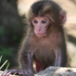 Arashiyama Monkey Park, Wild Monkeys in Kyoto