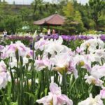Shirokita Park, Osaka’s Hidden Iris Garden