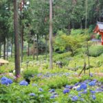 Mimurotoji: A Hydrangea Paradise in Kyoto