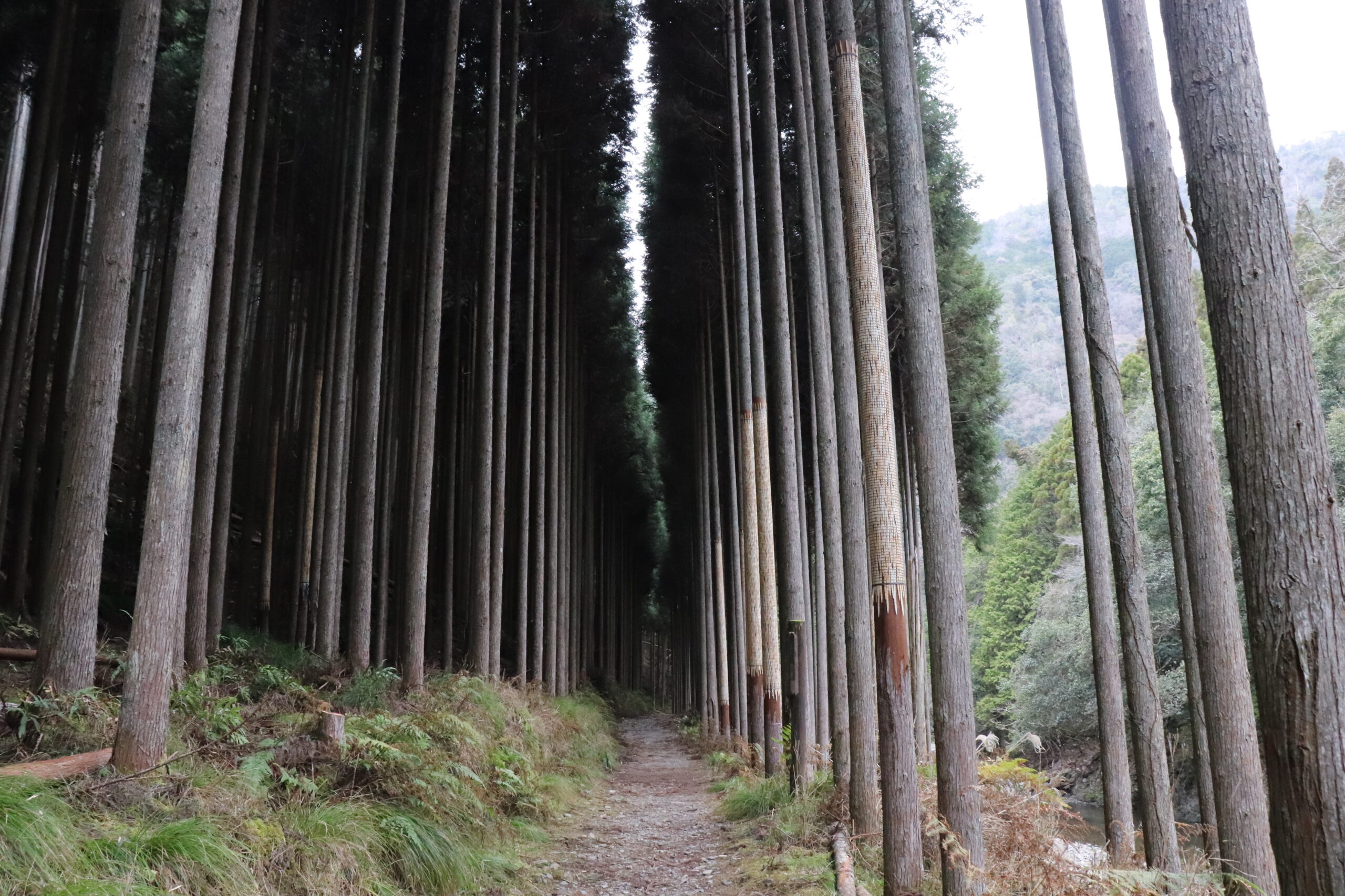 Cedar Forest on Kitayama West Course