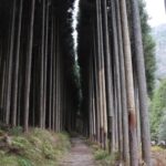 Kitayama West Course: Hiking the Kyoto Circuit Trail