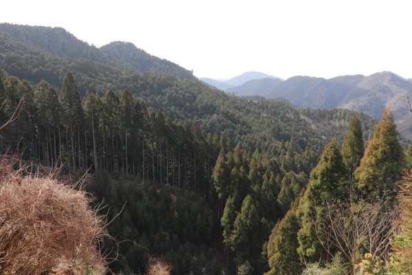 View of cedar forest on the Keihoku Course (sign post 71)  