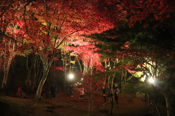 Evening illumination at Kasagi Momiji Park of Kasagi Temple, Japan