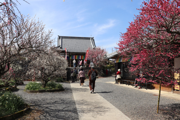 Shinpuku-ji Temple in the Tsukoigase Plum Grove