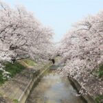 Takada Senbonzakura: Path of a Thousand Sakura