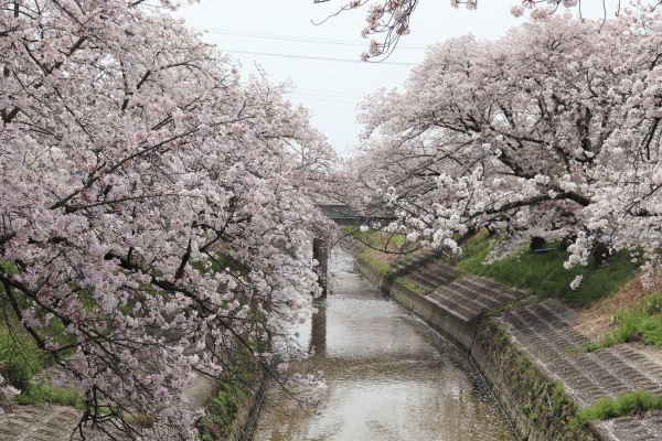 高田川にかかる橋から見た桜