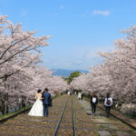 Keage Incline: Kyoto’s Secret Cherry Blossom Spot