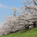 Sewaritei: The Best Sakura Spot in Kansai