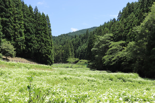 field of blooming Asian lizard tails in Maruyama Park near the Ise Honkaido.
