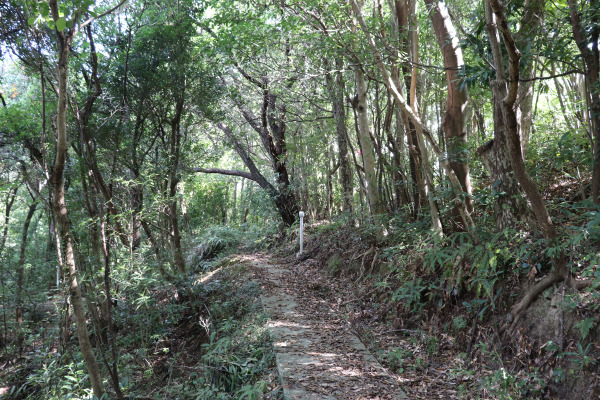 Forest trail on Kumano Kodo Kiiji Trail