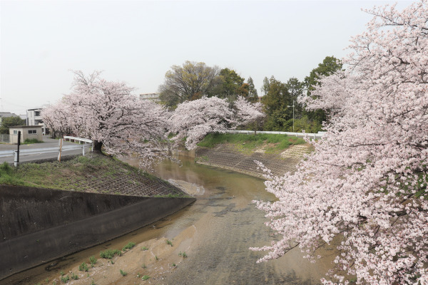 Japanese cherry blossoms blooming along the Yoko-Oji
